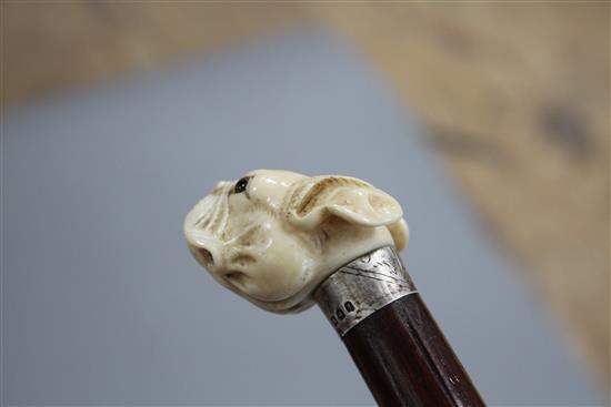 A walking stick, the ivory handle carved as a French bulldogs head with glass eyes, silver collar, London 1921, overall length 93.5cm